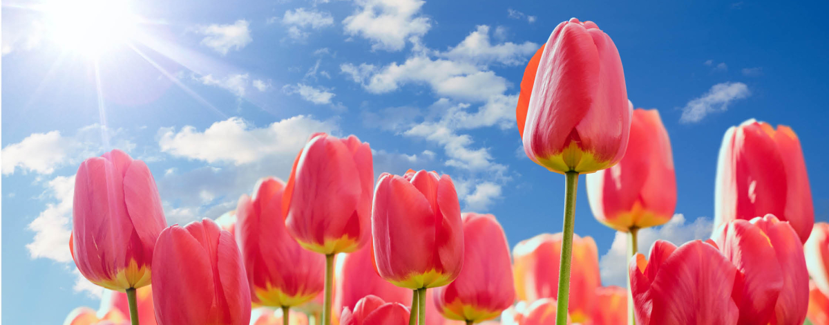 brightly colored tulips reaching up towards the rays of the sun