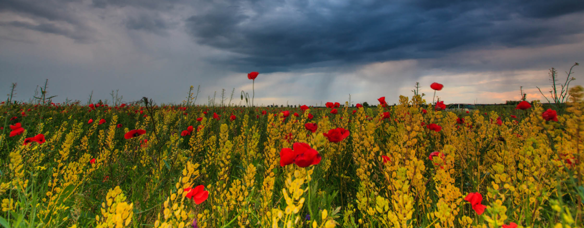 When the World Feels Heavy: Spiritual Care and Grief Support in Uncertain Times