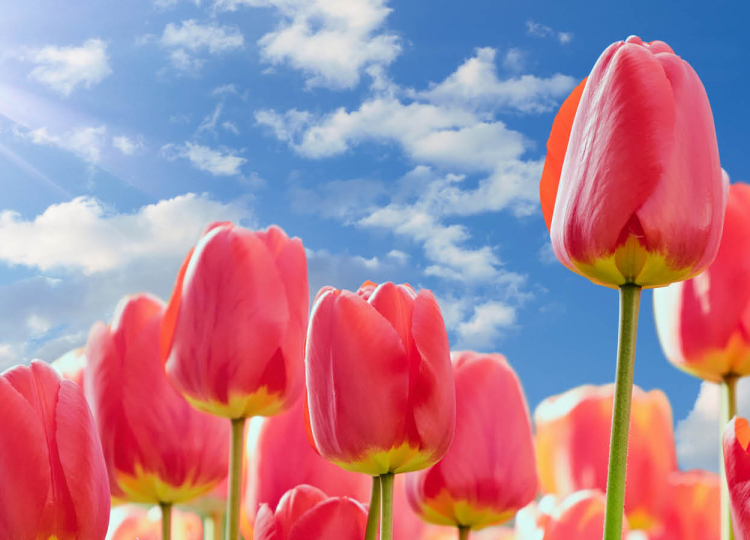 brightly colored tulips reaching up towards the rays of the sun
