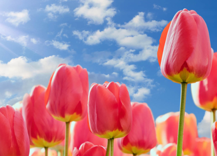 flowers