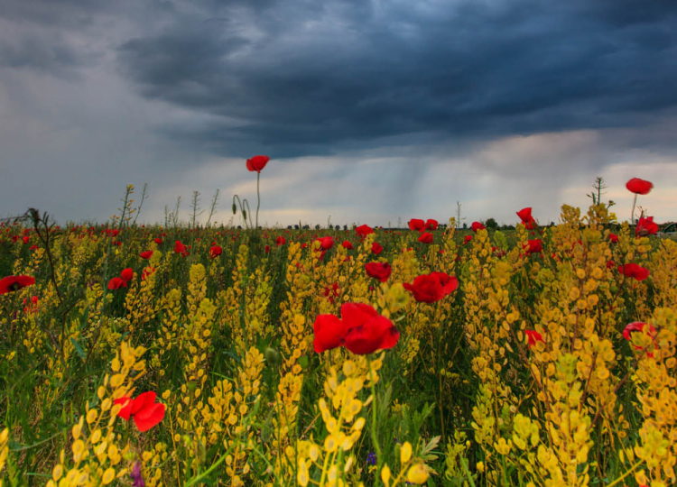 When the World Feels Heavy: Spiritual Care and Grief Support in Uncertain Times