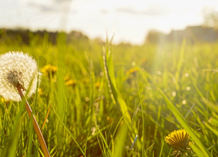 one dead dandelion in field of grass and other live dandelionsd
