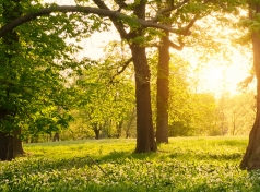Charitable Gift Annuity 