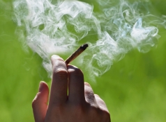 What We Know About Marijuana: Fact, Fiction or Somewhere in Between