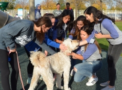 Mazel Paws Fundraiser Benefits JCFS Therapeutic Day School