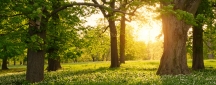 Charitable Gift Annuity 